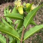 Lafoensia punicifolia Hoja