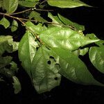 Casearia acuminata Листок