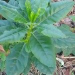 Talinum paniculatum Yaprak
