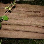 Bourreria costaricensis 樹皮
