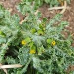 Senecio vulgarisFlower