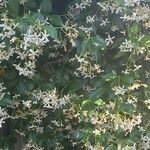 Trachelospermum jasminoides Kvet