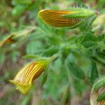 Ononis striata Flower