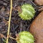 Cucumis myriocarpus Fruit