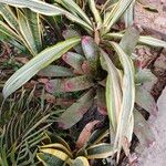 Neoregelia farinosa Fuelha