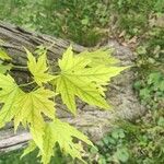 Acer saccharinumFolio