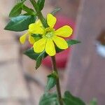 Cuphea carthagenensis Flower