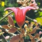 Brachychiton discolor Flower