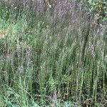 Equisetum fluviatile ശീലം