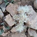 Chardinia orientalis Fruto