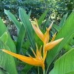 Heliconia angusta Flor
