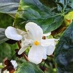 Begonia fernandoi-costae