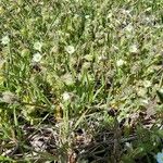 Erigeron lonchophyllus Blomst