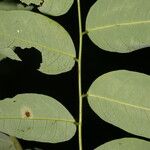 Phyllanthus skutchii Feuille