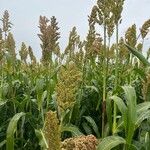 Sorghum bicolor Цветок