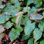 Epimedium alpinum Fuelha