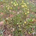 Bunias erucago Habitus