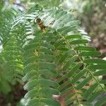 Prosopis juliflora Leaf