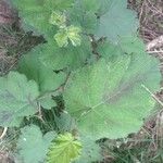 Rubus alceifolius Frunză