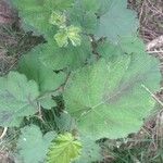 Rubus alceifolius Levél