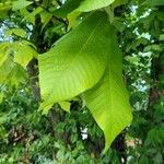 Carya glabra List