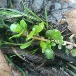 Lythrum portula Leaf