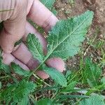 Brassica fruticulosa Leaf