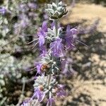 Salvia leucophylla Květ