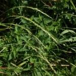 Elymus caninus Flower