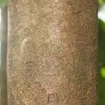 Ilex martiniana Bark