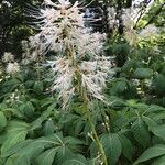 Aesculus parviflora Flor
