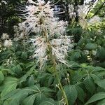 Aesculus parviflora Flower