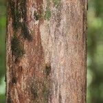 Duroia longiflora 树皮