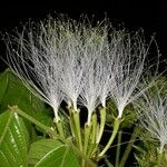 Inga sapindoides Fruto