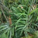 Hedychium coccineum Leaf