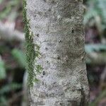 Pandanus purpurascens Corteza