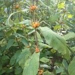 Triosteum perfoliatum 果實