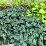 Hosta lancifoliaBlatt