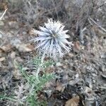 Echinops ritroBlomst