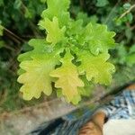 Quercus × rosacea Blad