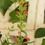 Salvia roemeriana Flor