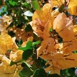 Bougainvillea spectabilis Folha