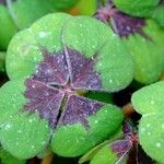 Oxalis tetraphylla 葉