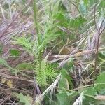 Nigella damascena Leaf