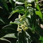 Vincetoxicum hirundinaria Flower