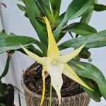 Angraecum sesquipedale Цвят