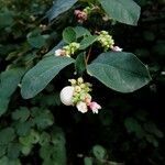 Symphoricarpos albus Flor