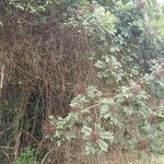Zanthoxylum rhoifolium Habit