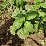 Amaranthus blitumLehti