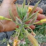 Oenothera glaziovianaBlomst